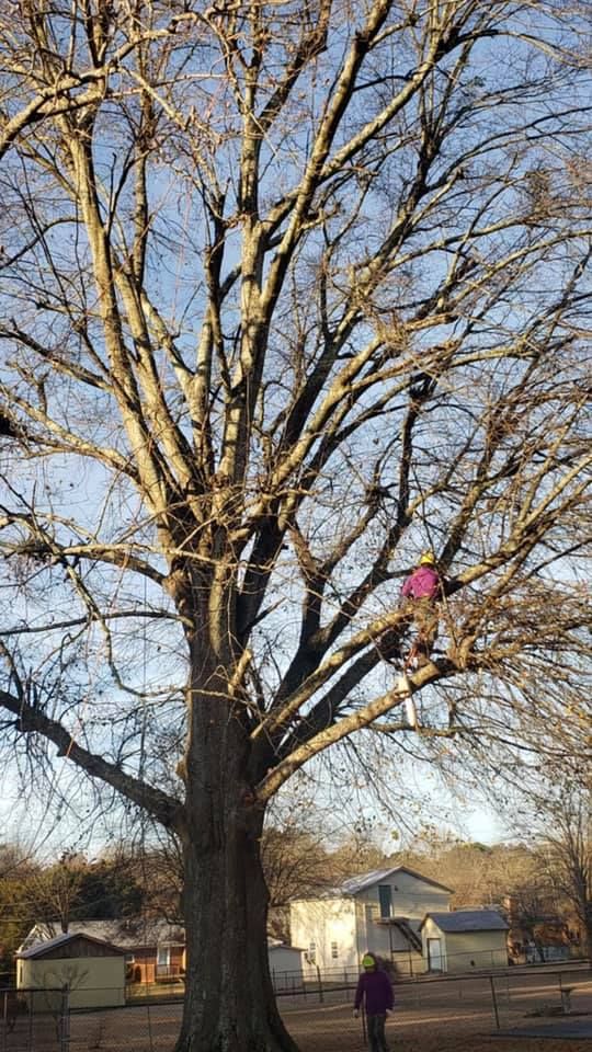 Tree Trimming for Falcon stump grinding Tree services in Loganville, GA