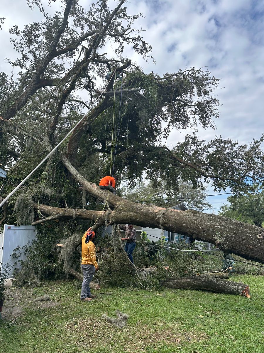 Tree Trimming & Removal for JRA Construction in Zephyrhills, FL