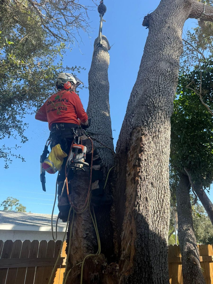 Tree Trimming for Damian’s Tree Care in Sarasota, FL