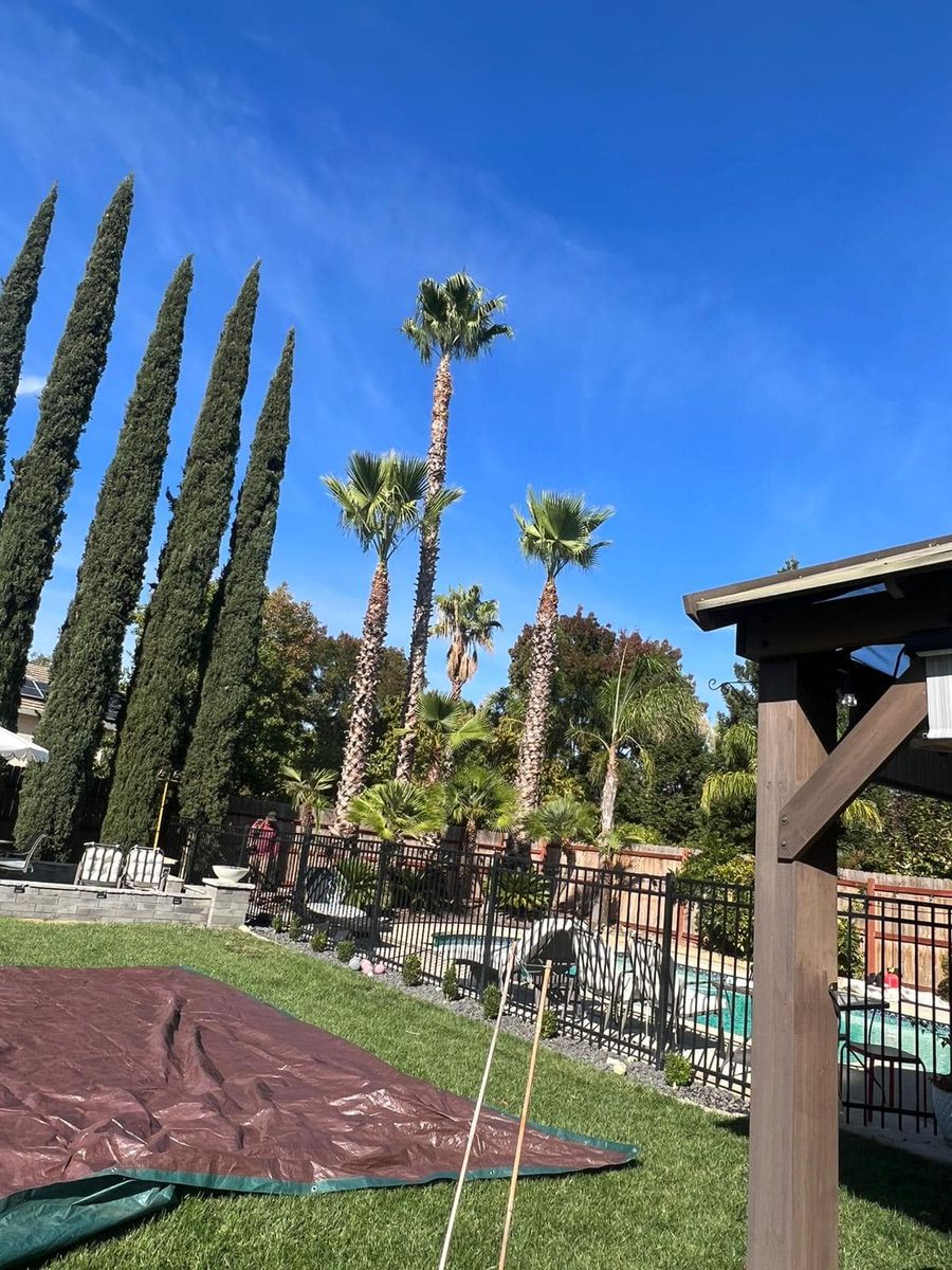 Tree Trimming for Sammy's Tree Services in Sacramento, CA