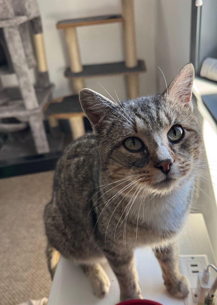 Animal Rescue for Sullivan Sanctuary of Maine in Brunswick, ME