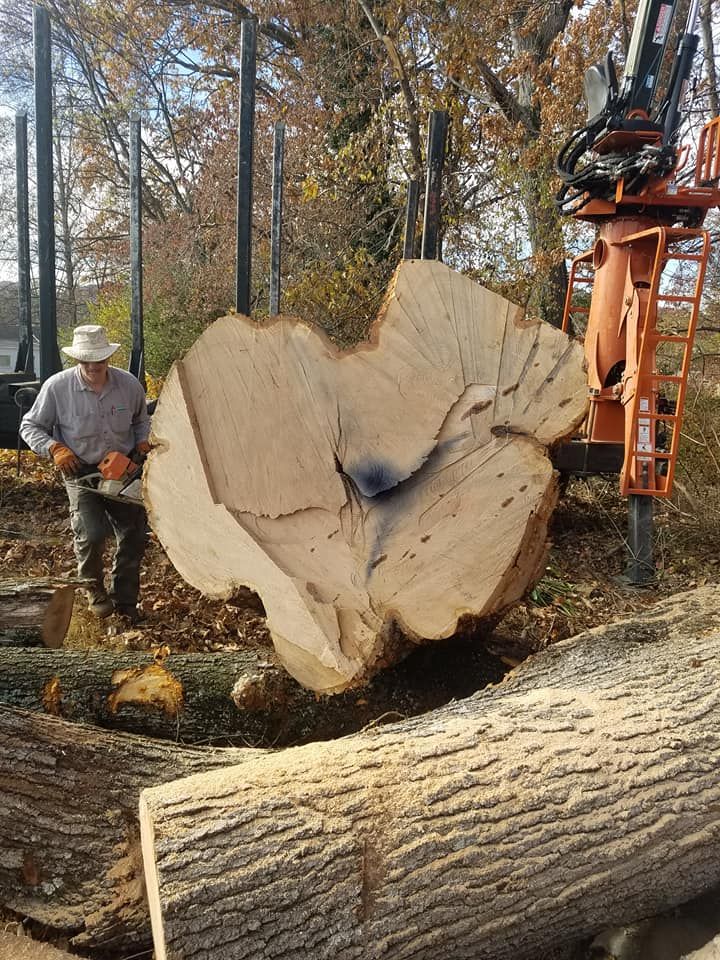 Tree Removal for Rush Tree Specialist in Knoxville, TN