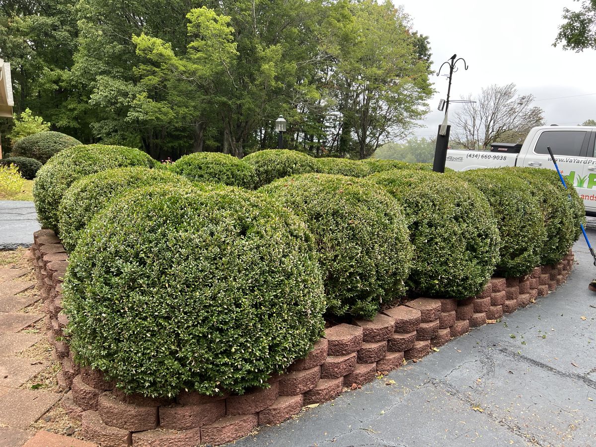 Tree & Shrub Care for Virginia Yard Pros in Appomattox, VA