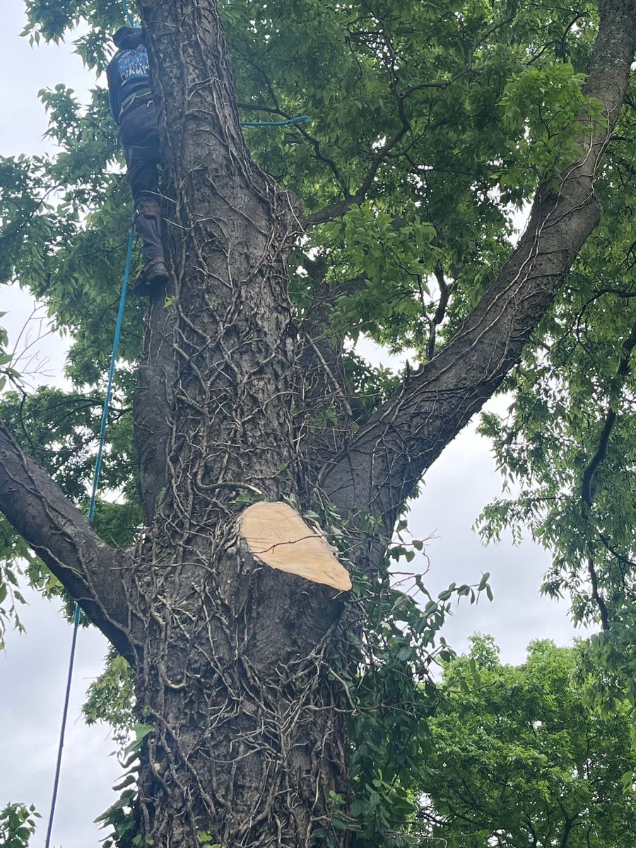 Tree Maintenance for Real Deal Lawn Care in Goodlettsville, TN
