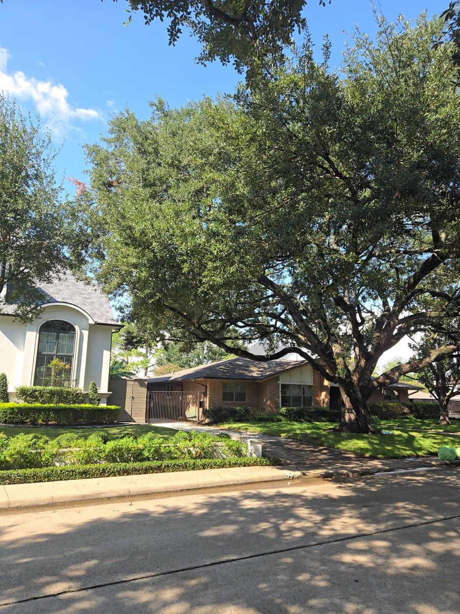 Shrub Trimming for Servin's Tree Care  in Houston, TX