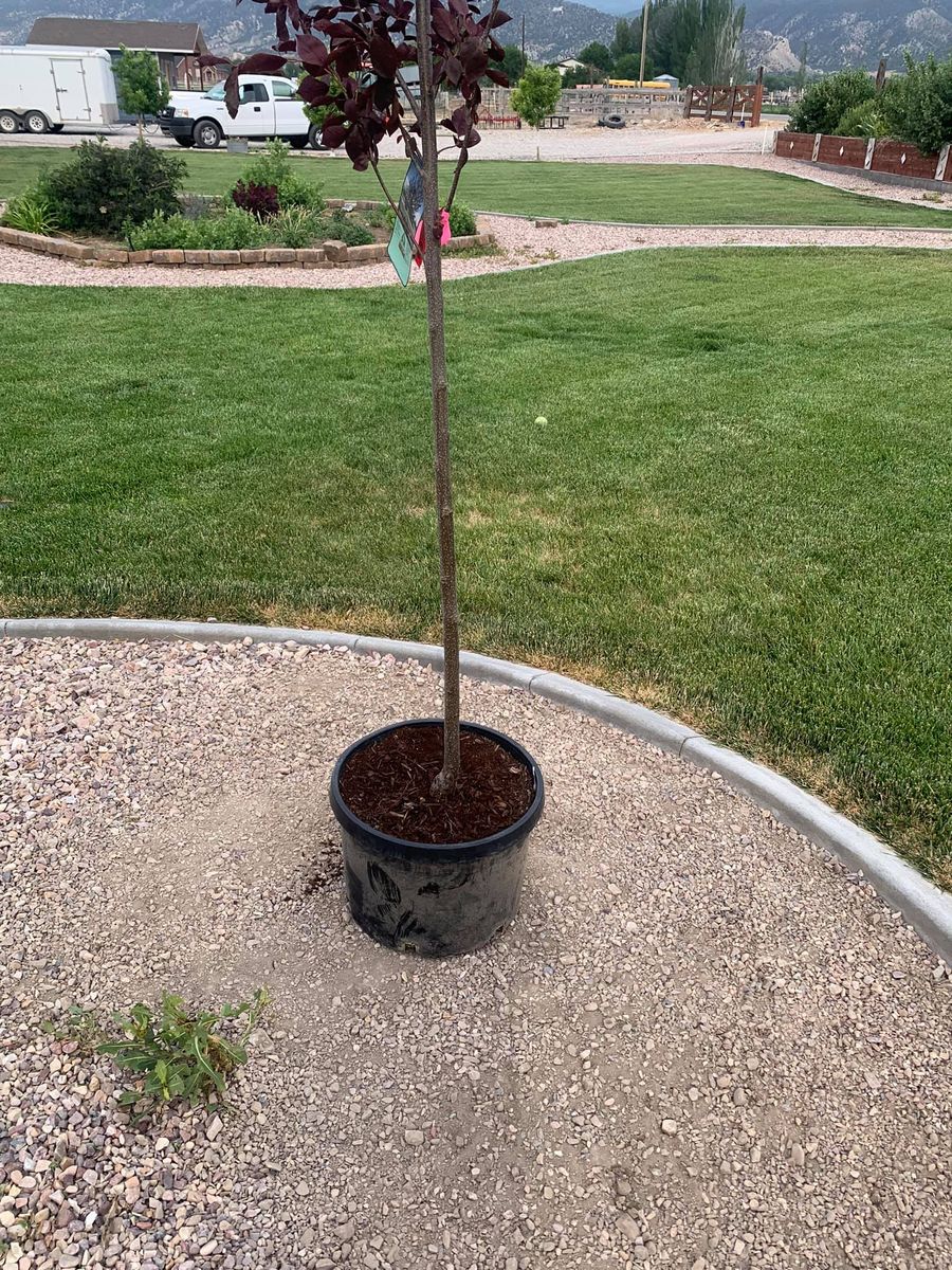 Shrub Trimming for Platinum Lawn Service in Santaquin, UT