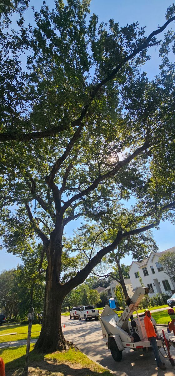 Tree Trimming for Servin's Tree Care  in Houston, TX