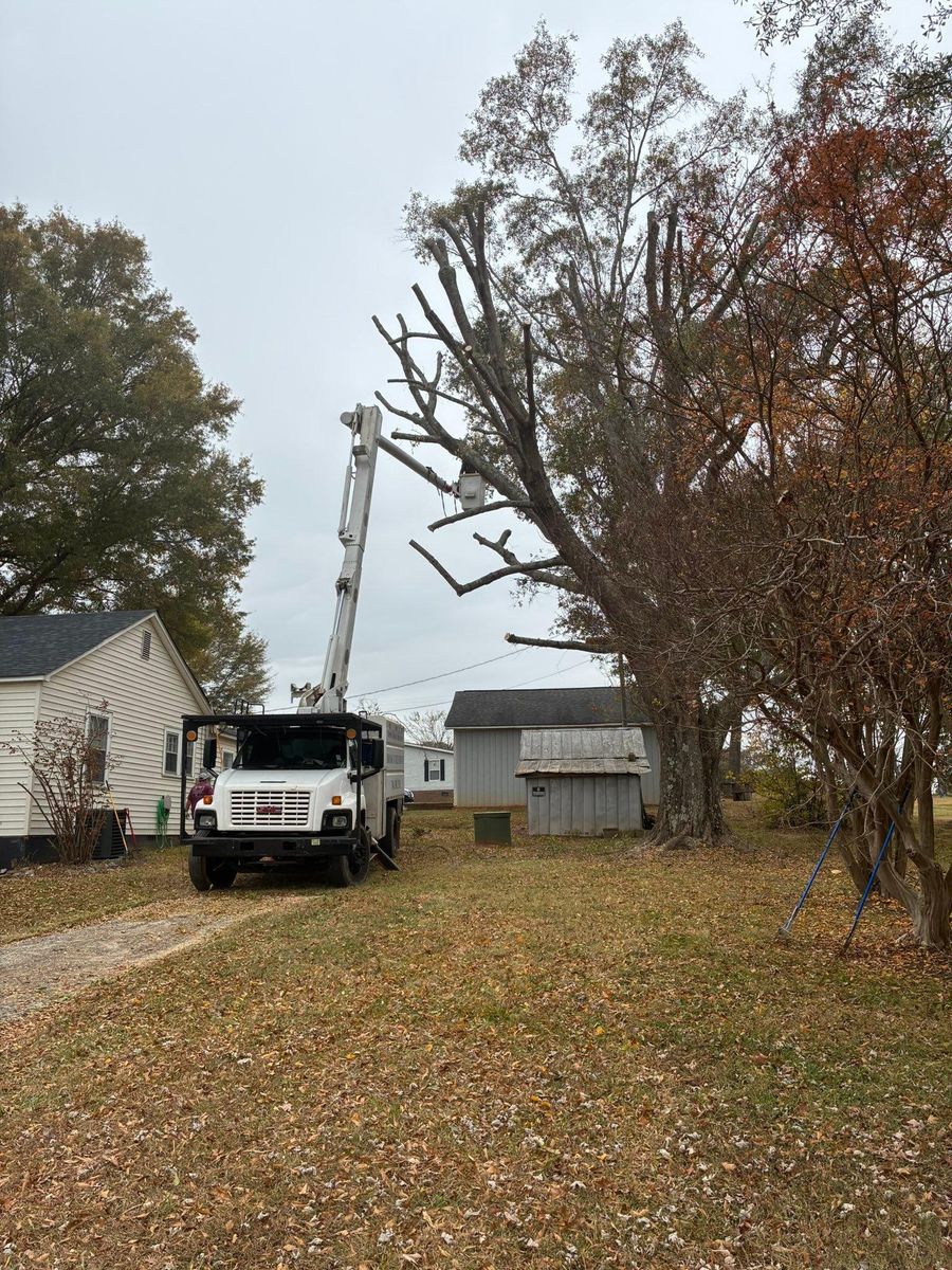 Tree Trimming for Brooks Tree Service, LLC in Casar, NC