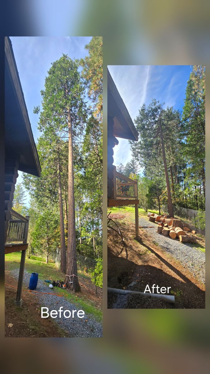 Tree Removal for George Staddan's Professional Tree Care in Placerville, CA