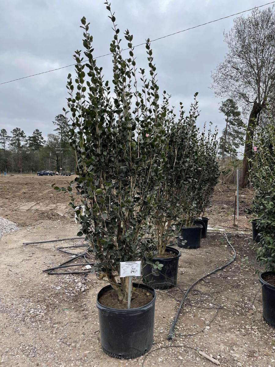 Landscape Installation for Atlas Land Design in Creekside Park, TX