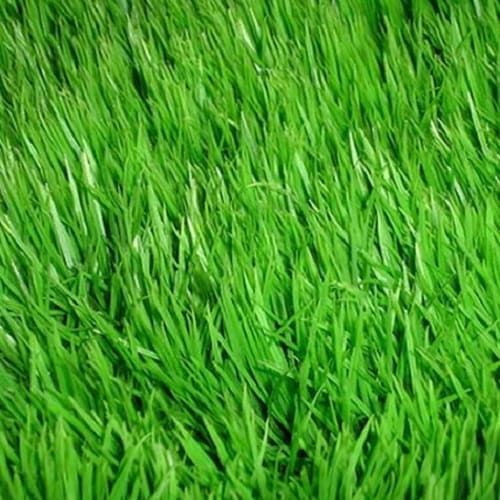 Lawn Aeration for Dawson’s Lawn Care in Hamilton, OH