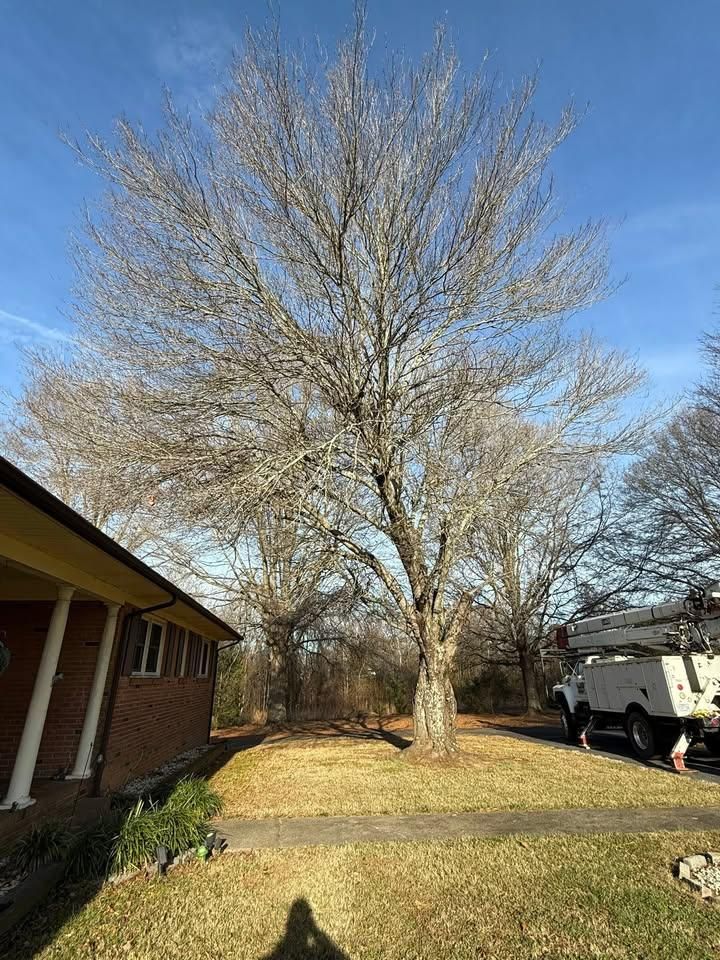 Tree Trimming for Down South Tree Care and Landscaping in Maiden, NC