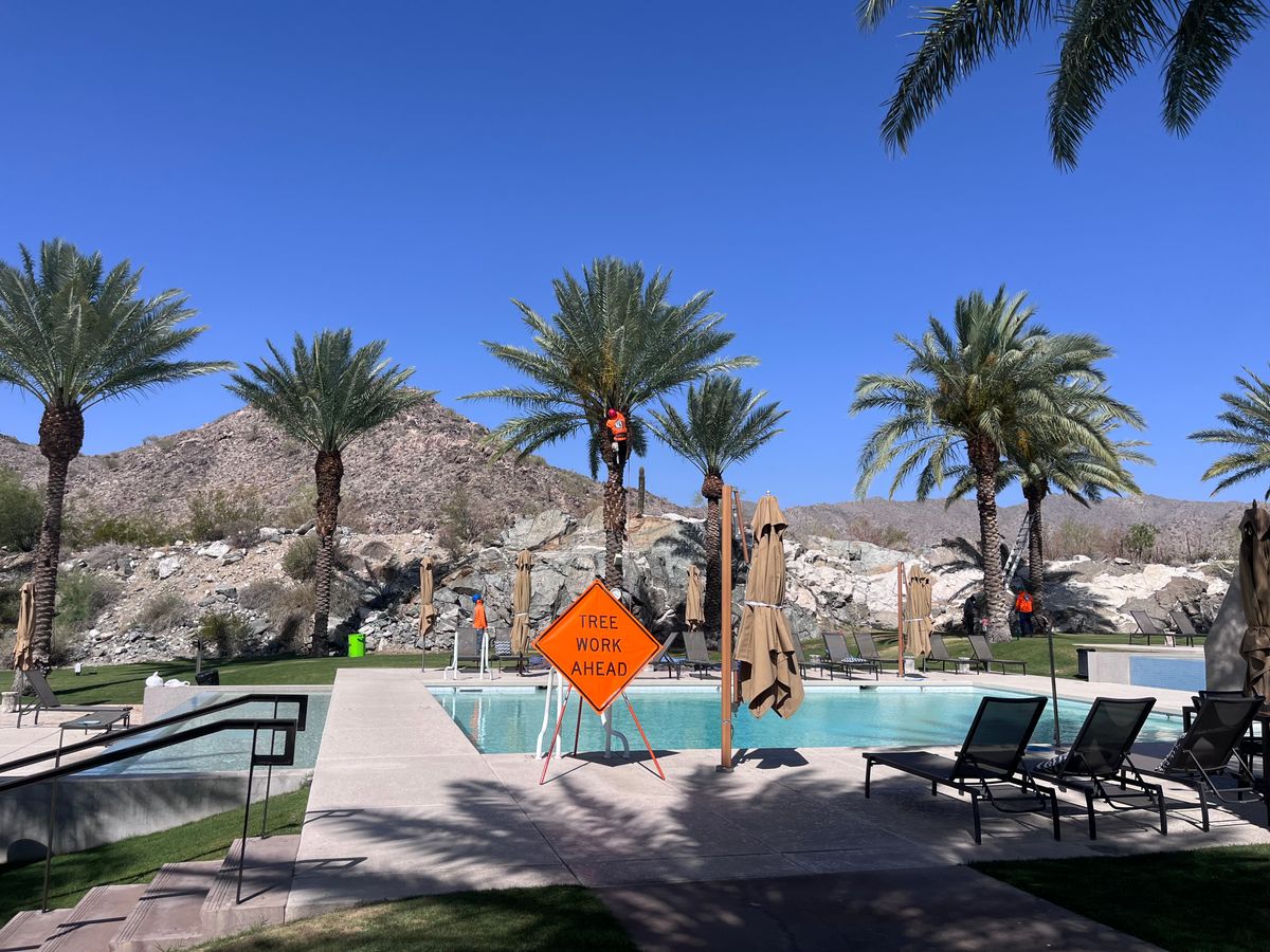 Palms Trimming for AZ Tree & Hardscape Co in Surprise, AZ