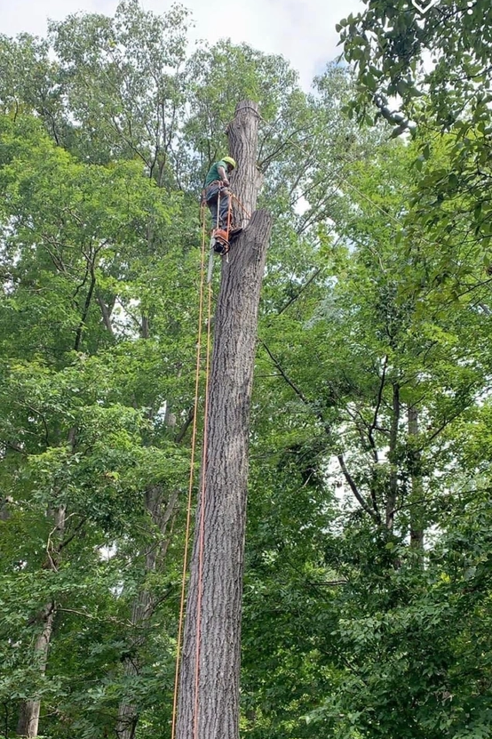 Tree Removal for Branch Out Tree Care LLC in Fredericksburg, VA