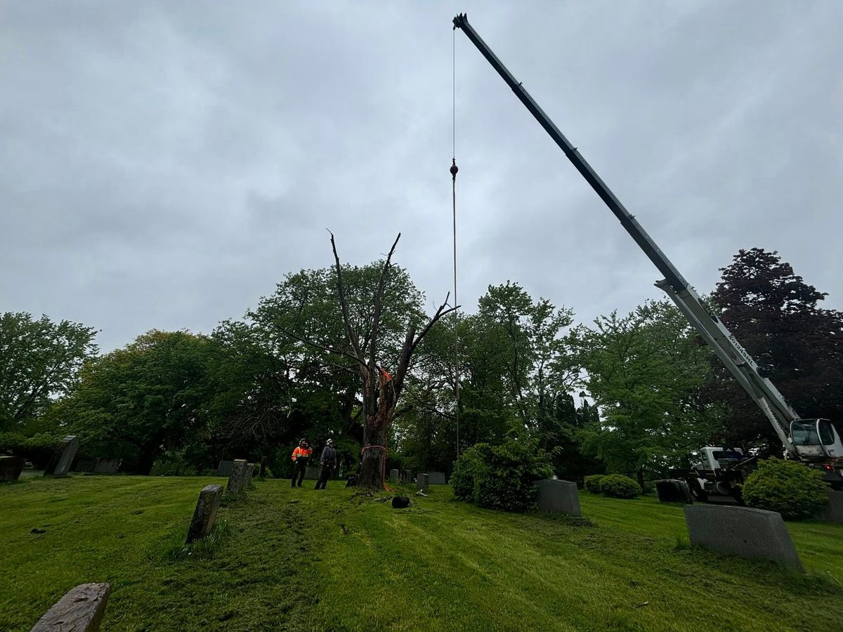 Tree Pruning for T's Trees in Albany, NY