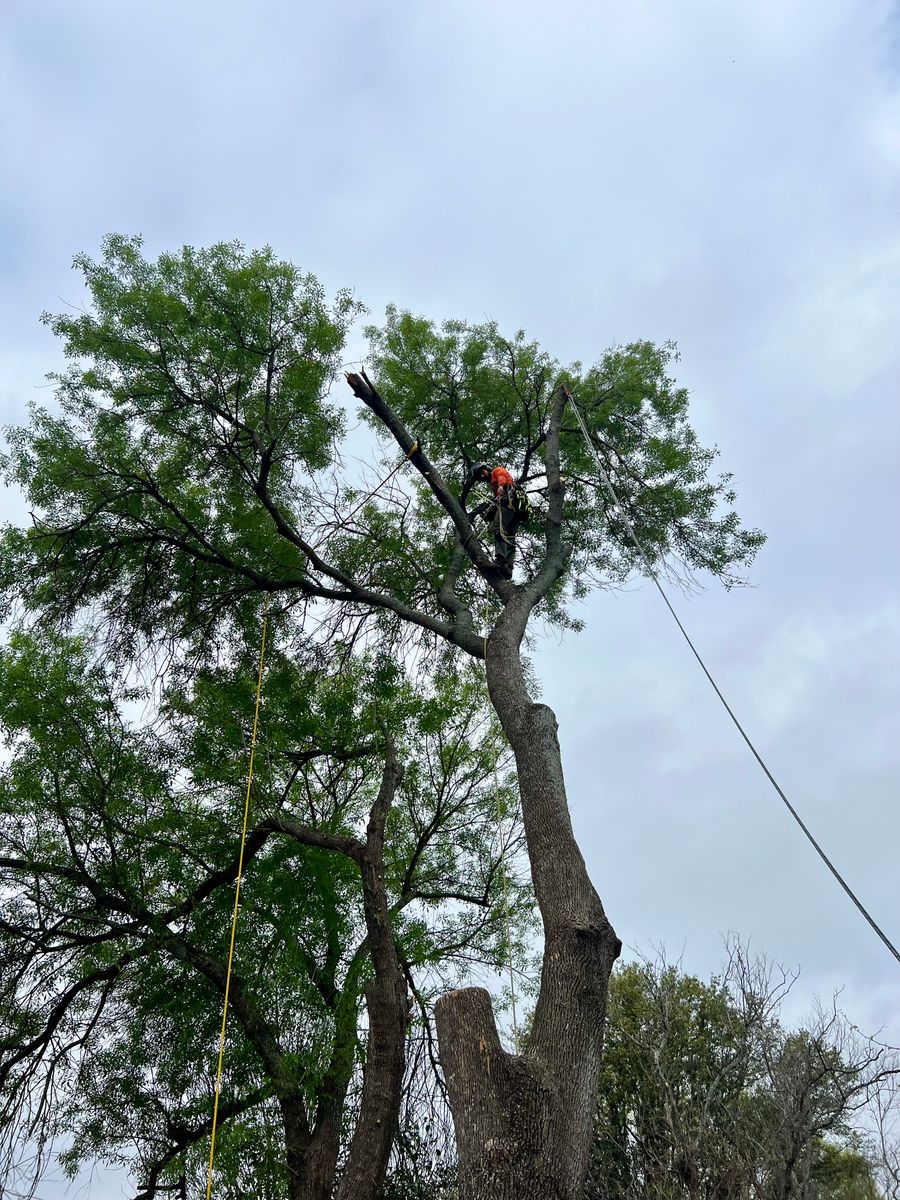 Tree Removal for Z’s Trees LLC in Grey Forest, TX