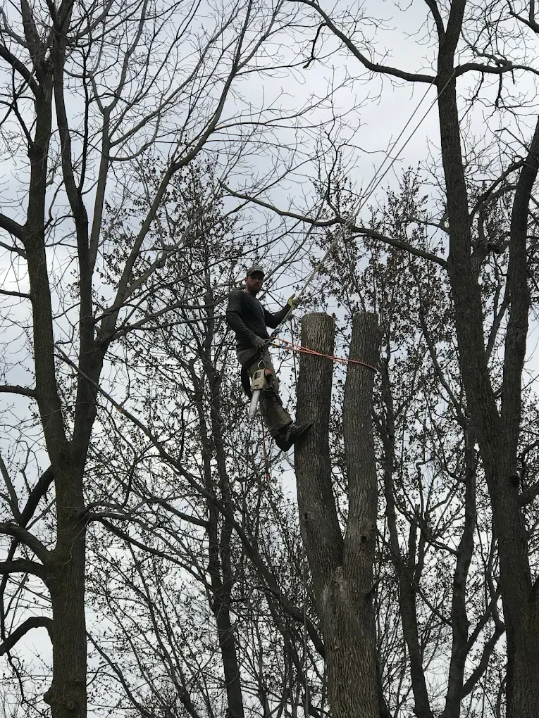 Tree Removal for Mays Tree and Stump Removal in Alden, NY