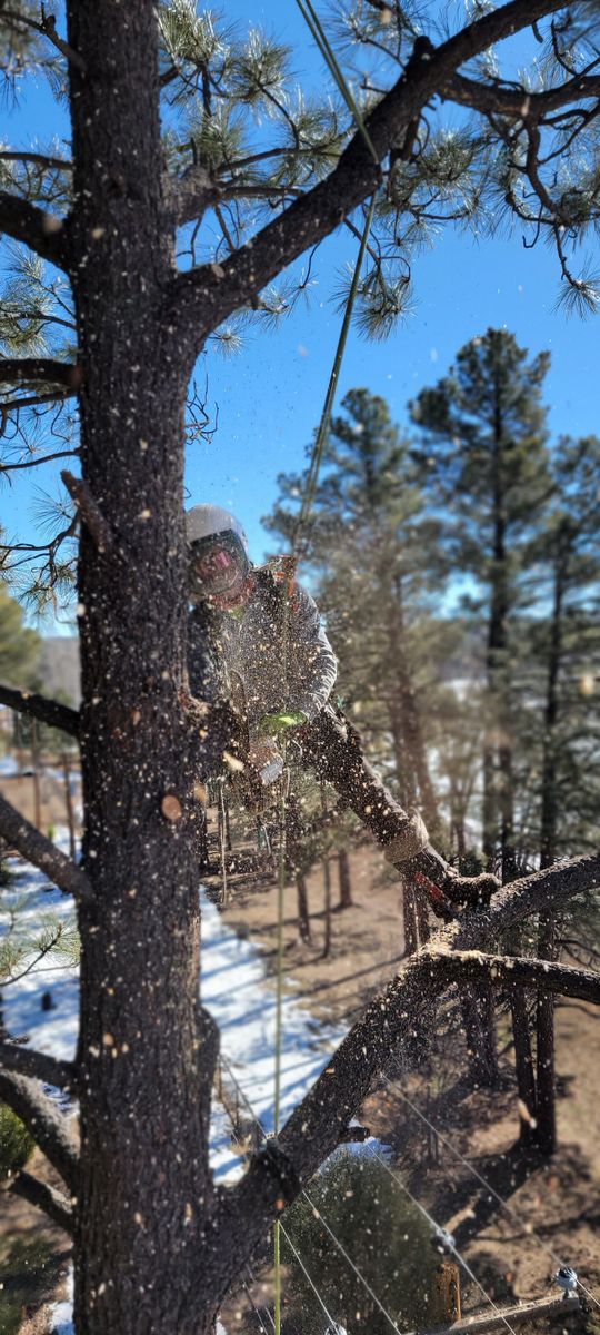 Emergency Tree Services for StockPro Tree Specialists in Show Low, AZ