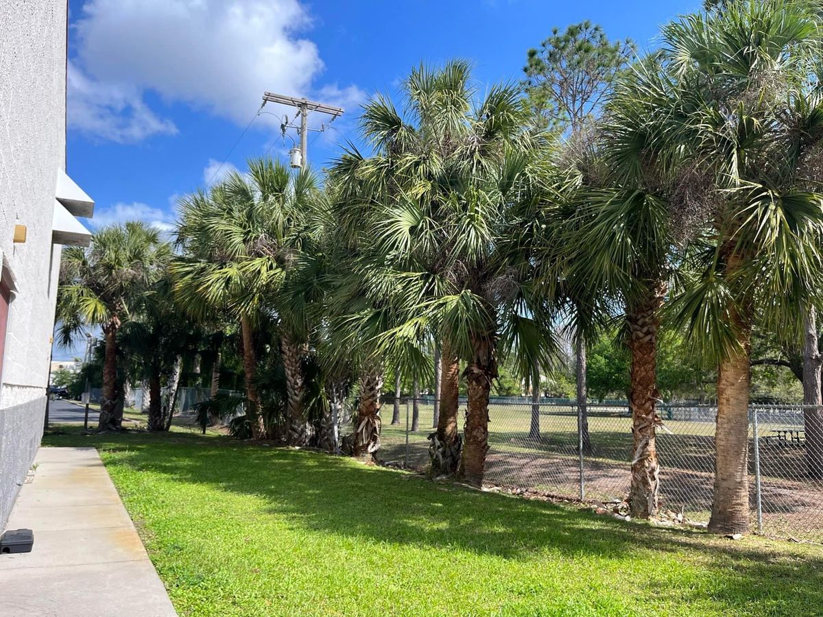 Tree Trimming for Verimay's Garden and Landscaping in Hillsborough County, FL