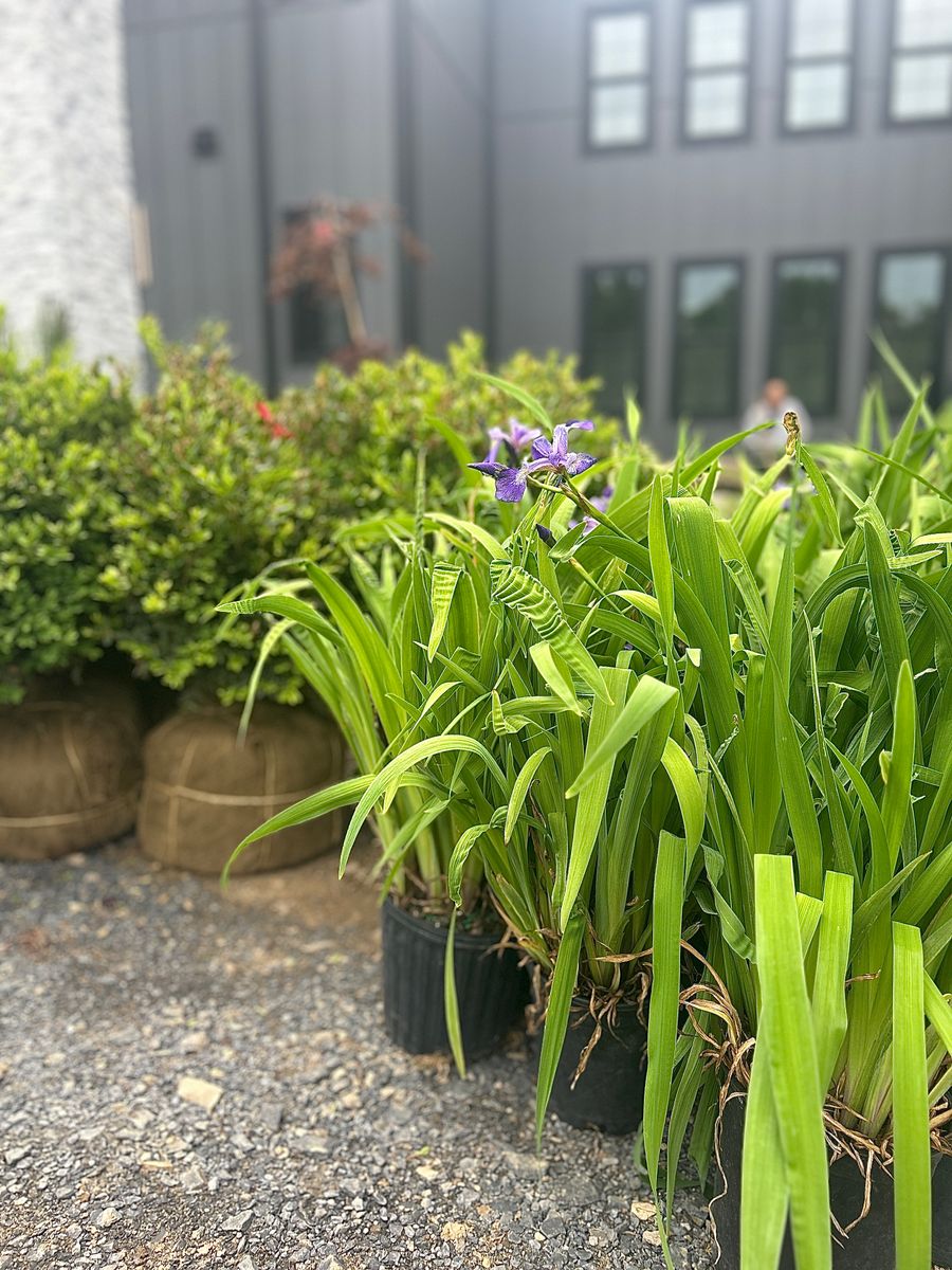 Planting & Pruning for Tony Monaco Landscaping Inc. in Orange County, NY