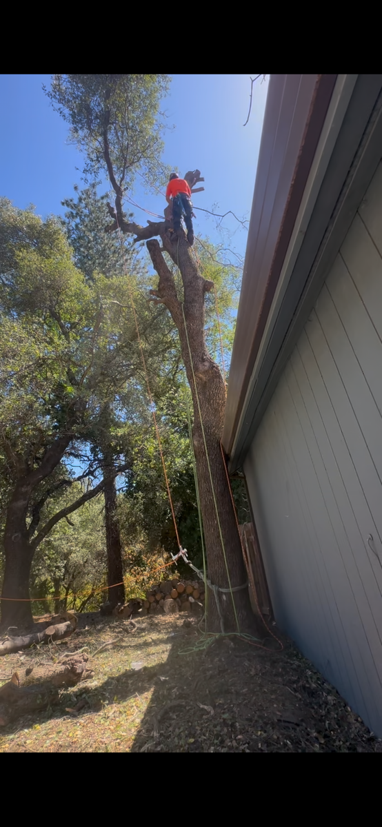 Tree Removal for Tyco Forest Management in Placerville, CA