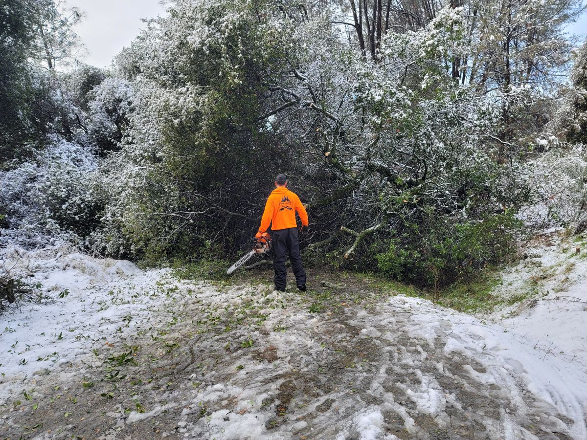 Storm Damage for George Staddan's Professional Tree Care in Placerville, CA