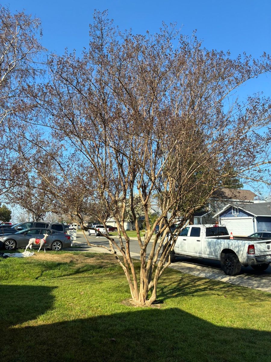 Tree Trimming for Sammy's Tree Services in Sacramento, CA