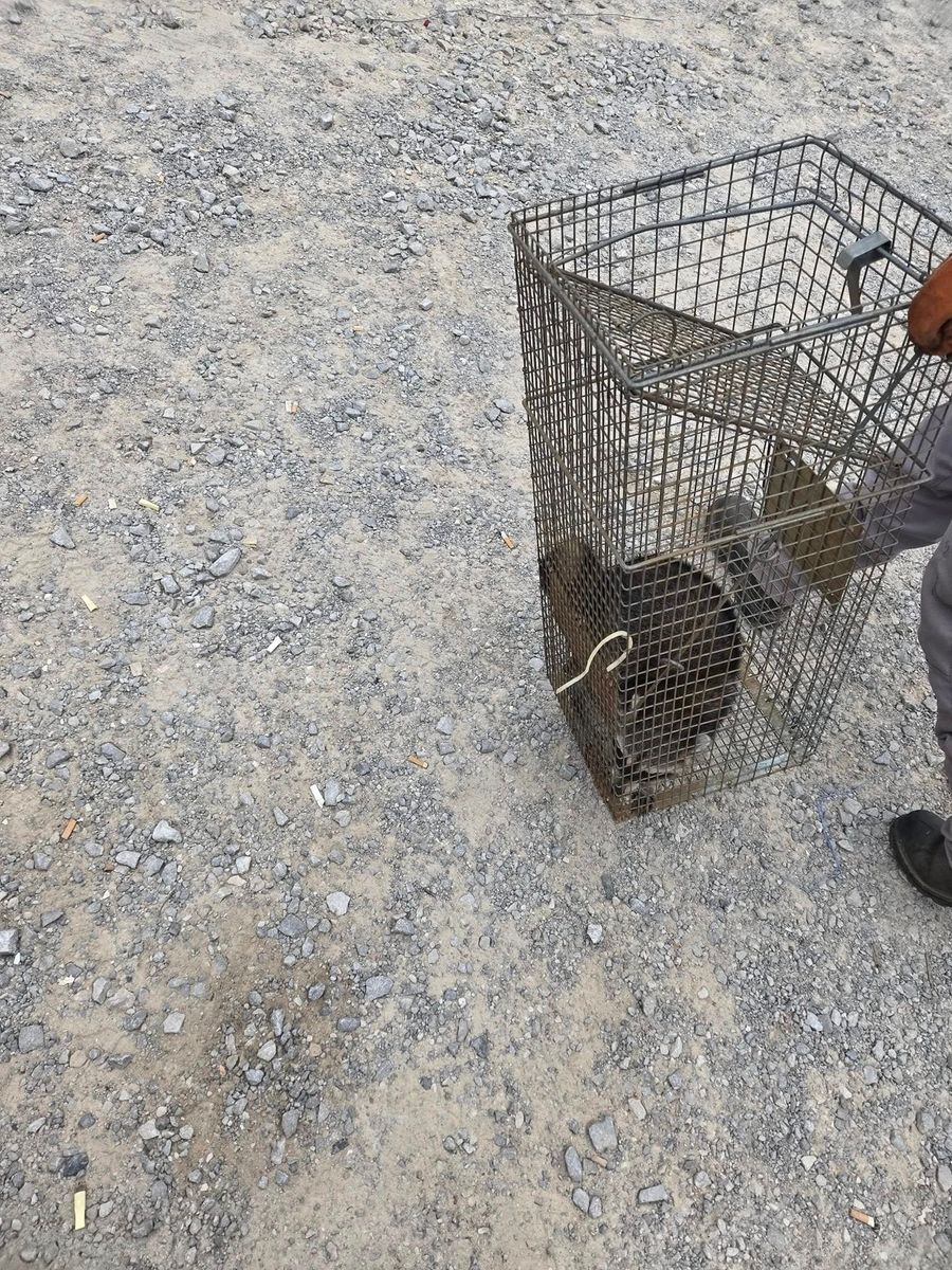 Rodent Control for Bug Blasterz LLC in Huntsville, AL