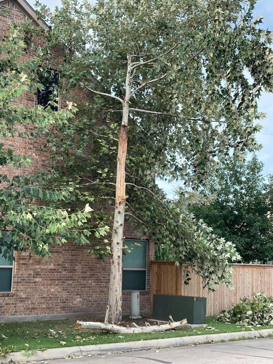 Tree Removal for Z’s Trees LLC in Grey Forest, TX