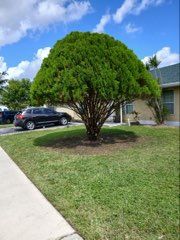 Landscape Design for ASAP Tree Service in Sebastian, FL