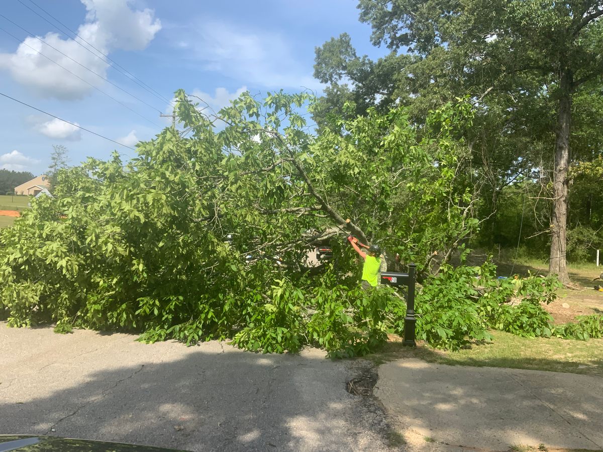Tree Services for Broadway & McMullen Construction in Hattiesburg, MS