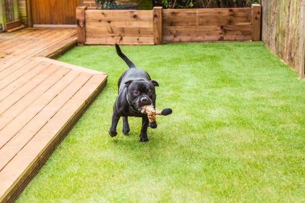Artificial Turf For Pets for Elite Turfs in Concord, NC