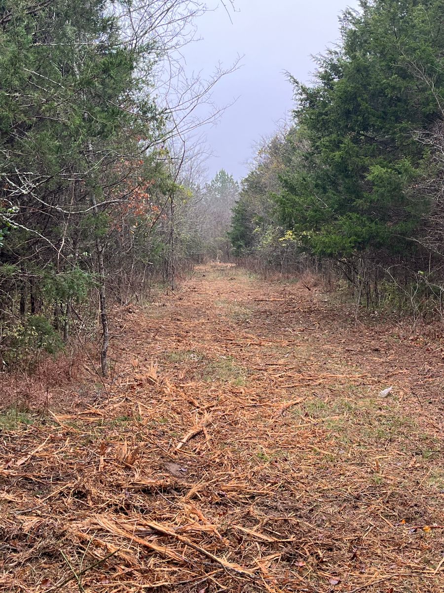 Land Clearing for TriStar Land Clearing & Mulching in Franklin, TN