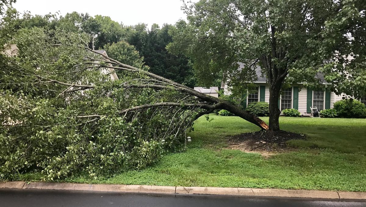 Tree Services for Jonathan A. Henne Property Services. in Hamburg, PA