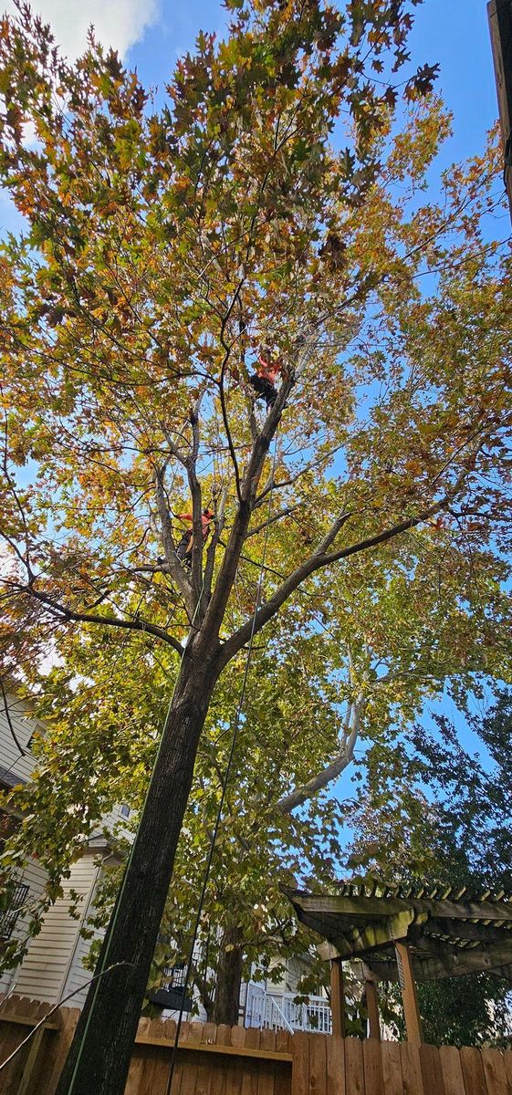 Fall Clean Up for Servin's Tree Care  in Houston, TX