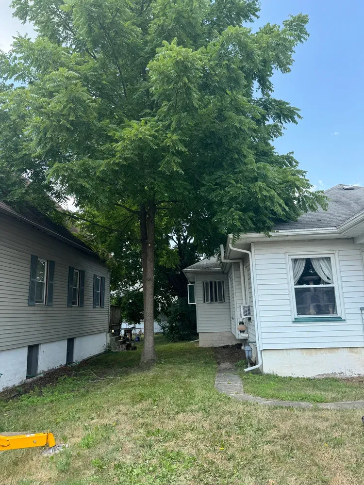 Tree Trimming for Licensed to Cut Tree Service in Athens, PA