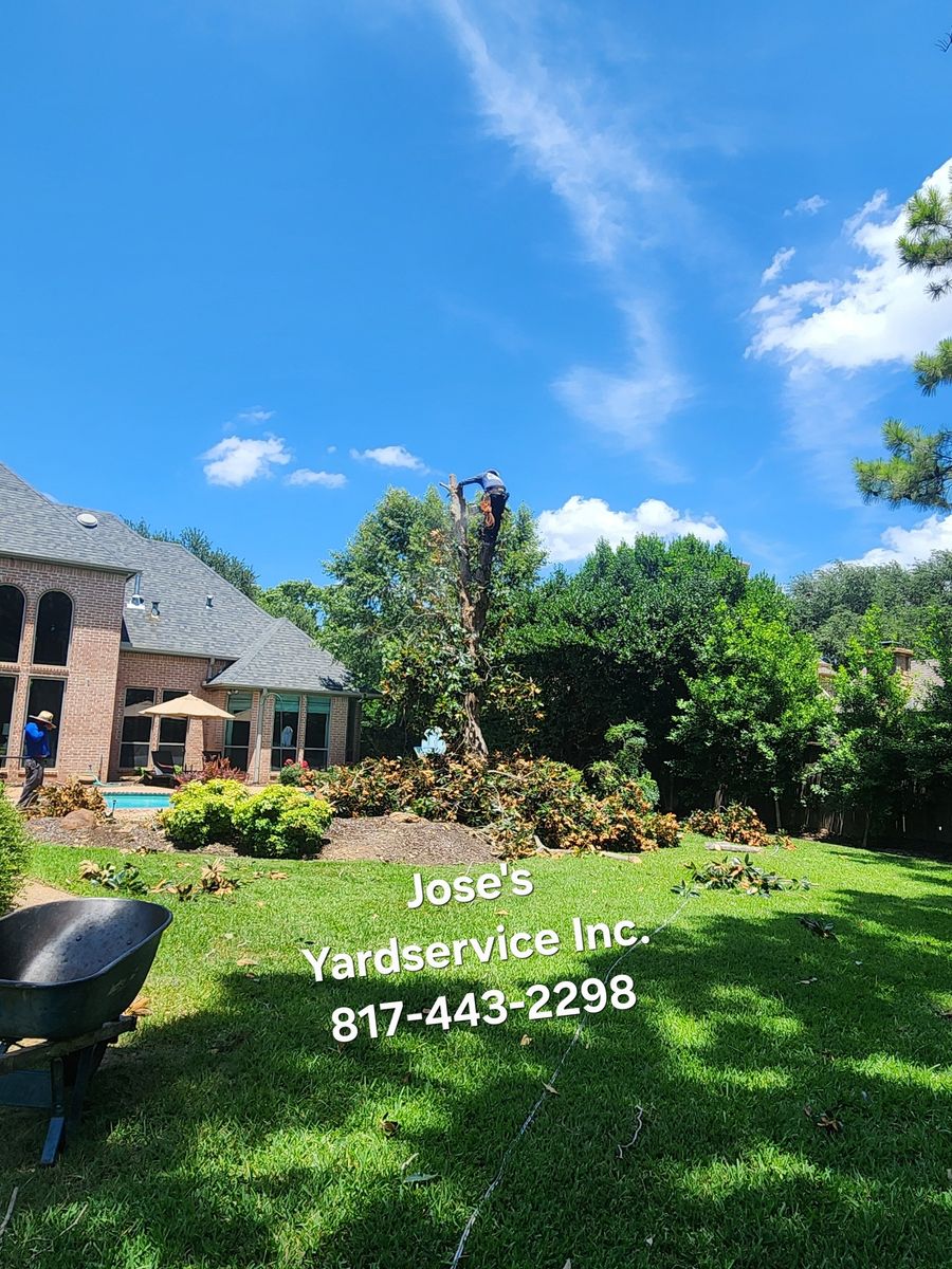 Tree & Shrub Care for Jose's Yardservice in Keller, TX