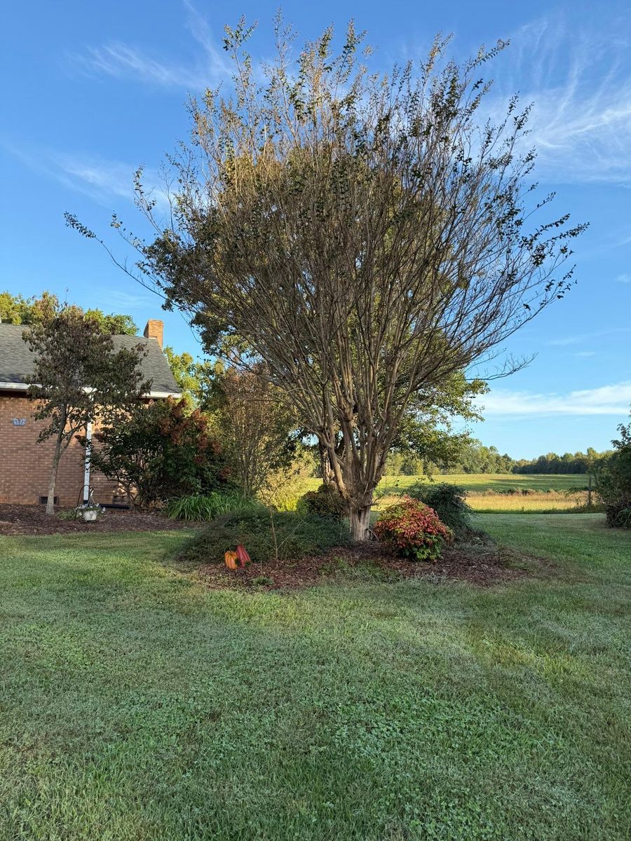 Fall Clean Up for Brooks Tree Service, LLC in Casar, NC