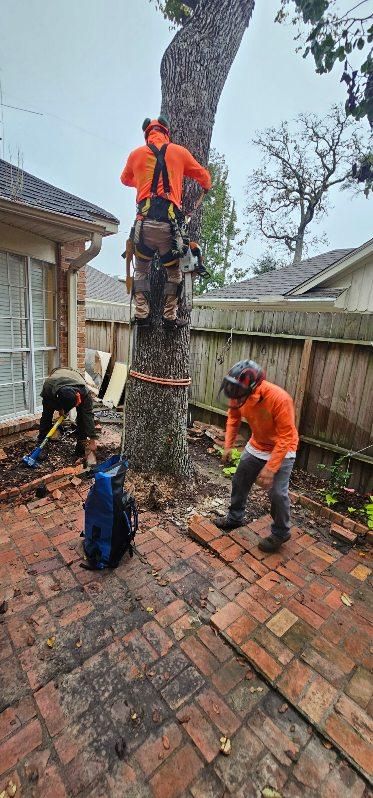 Tree Removal for Servin's Tree Care  in Houston, TX