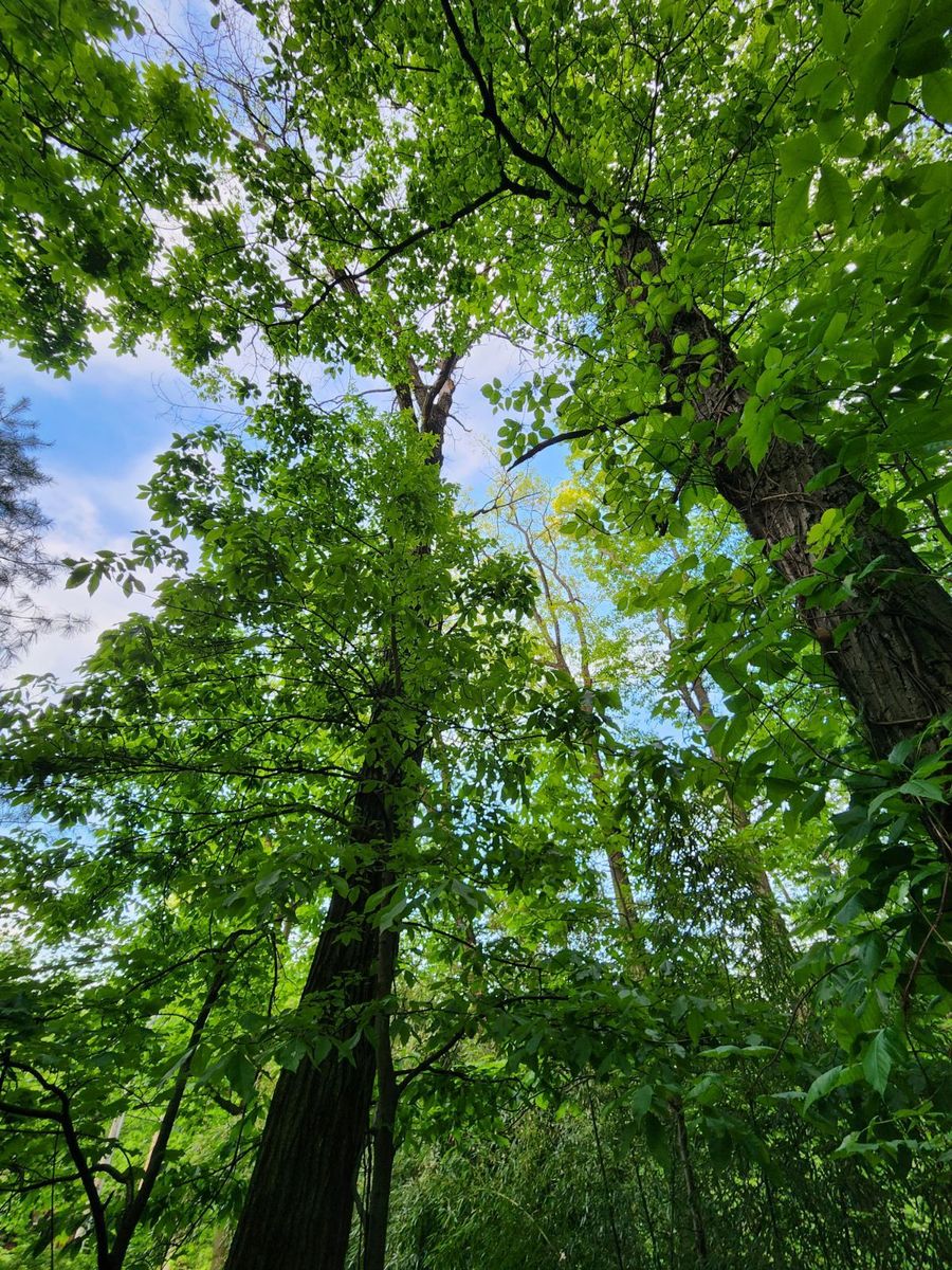 Tree Removal for Wiley Landscape Design in York, PA