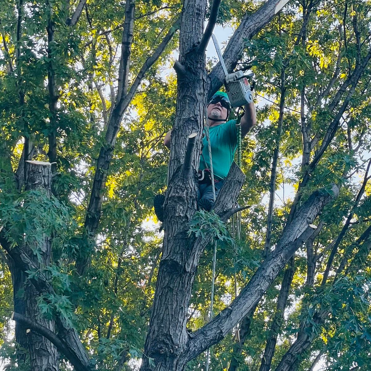Tree Removal for Tree Life Tree Service in Wichita, KS