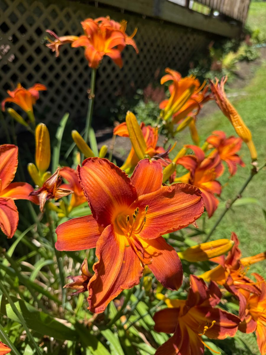 Planting & Garden Design for Ardisi Property Maintenance LLC in Poughkeepsie, NY 