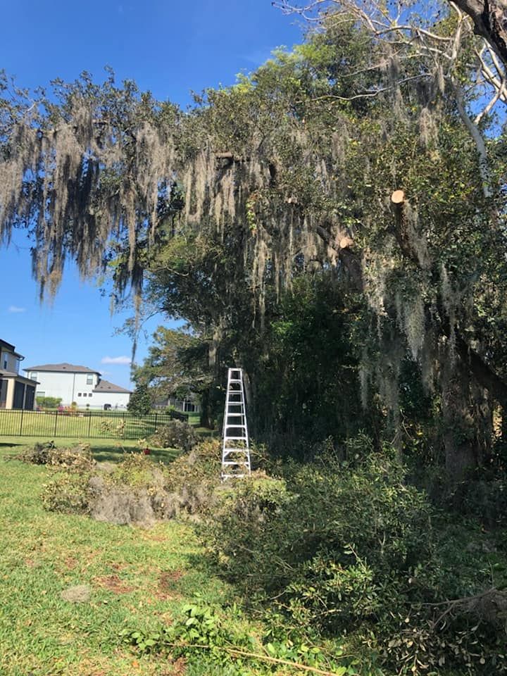 Tree and Palm trimming for Daniel Sons Landscaping &Maintenance in Tampa, Florida