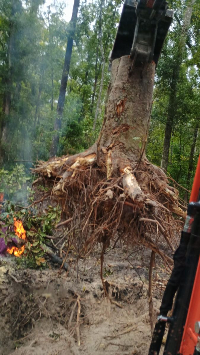 Tree Removal for Asbell's Tree & Land Services in Gilchrist County, FL