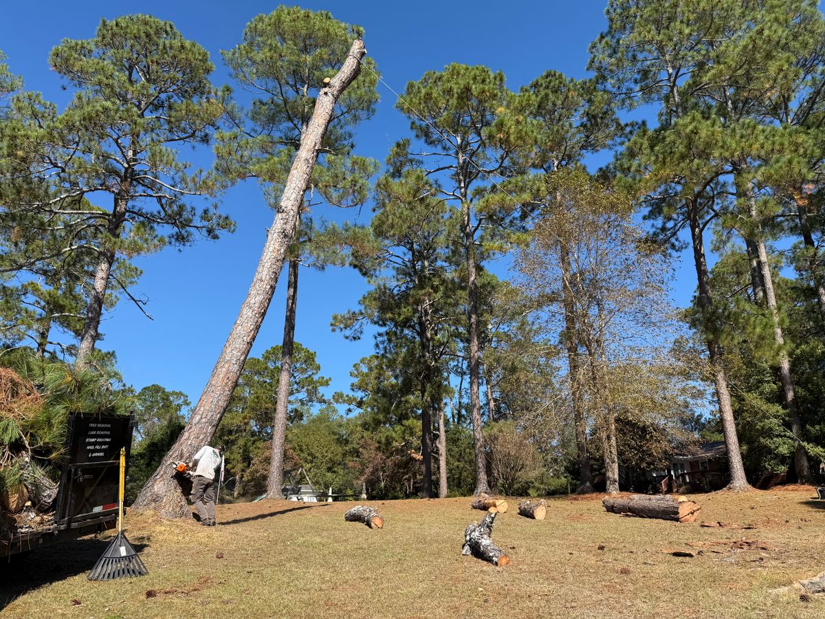 Tree Trimming for T N L - Tree and Land Service in Reynolds, GA
