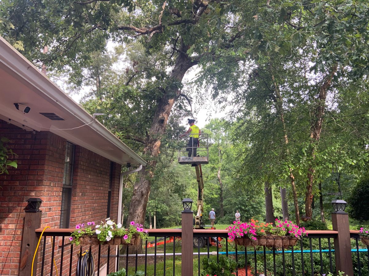 Tree Services for Broadway & McMullen Construction in Hattiesburg, MS