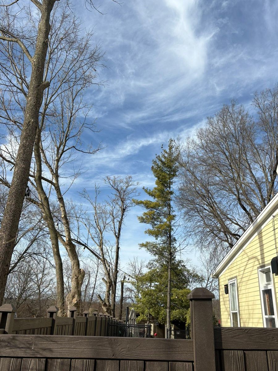 Tree Removal for Dig-It Tree Company in Mason, OH