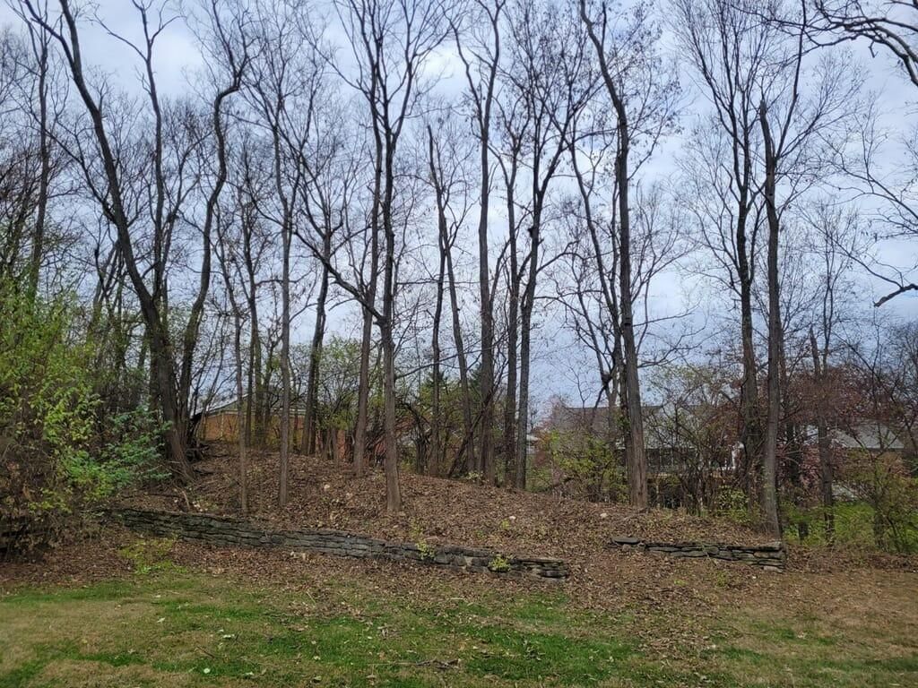 Tree Trimming for Kingdom Tree Trimming and Removal LLC in Covington, KY