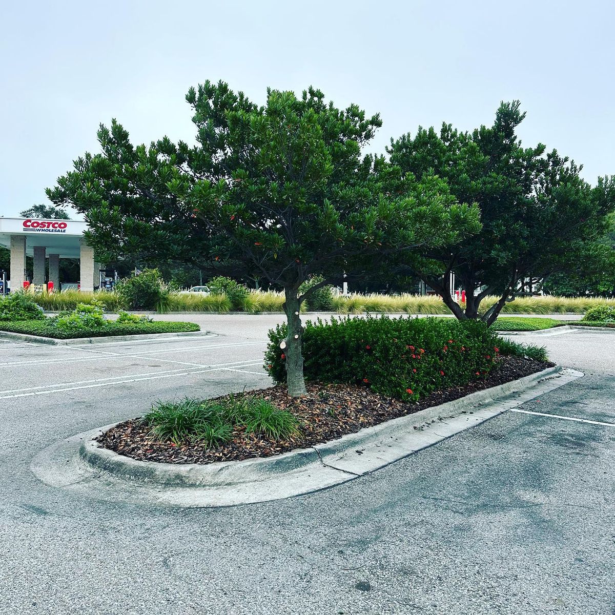 Landscape Maintenance for GS Lawn & Landscape in Clearwater, FL