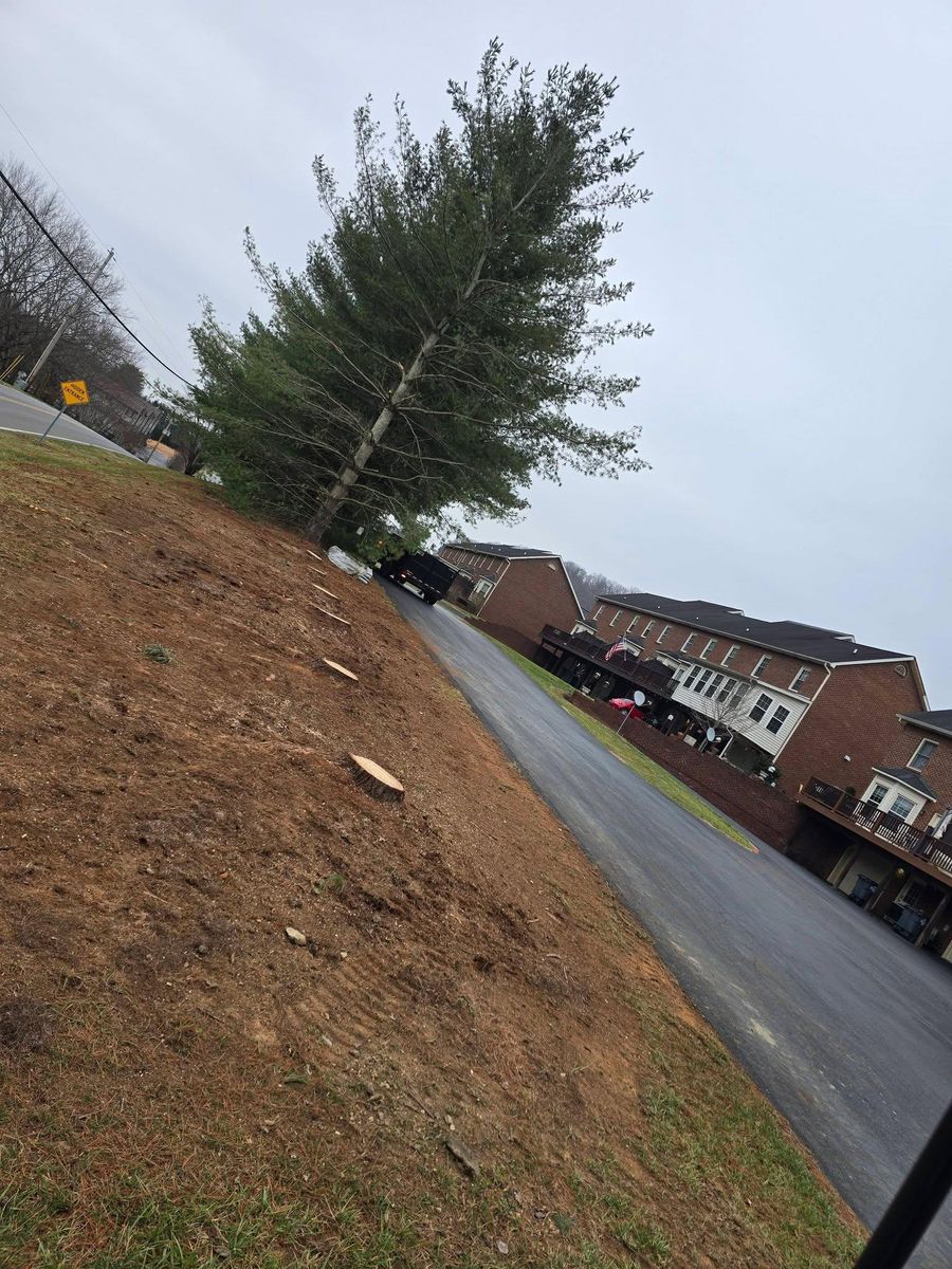 Tree Removal for M&L Lumber and Excavating in Jonesborough, TN